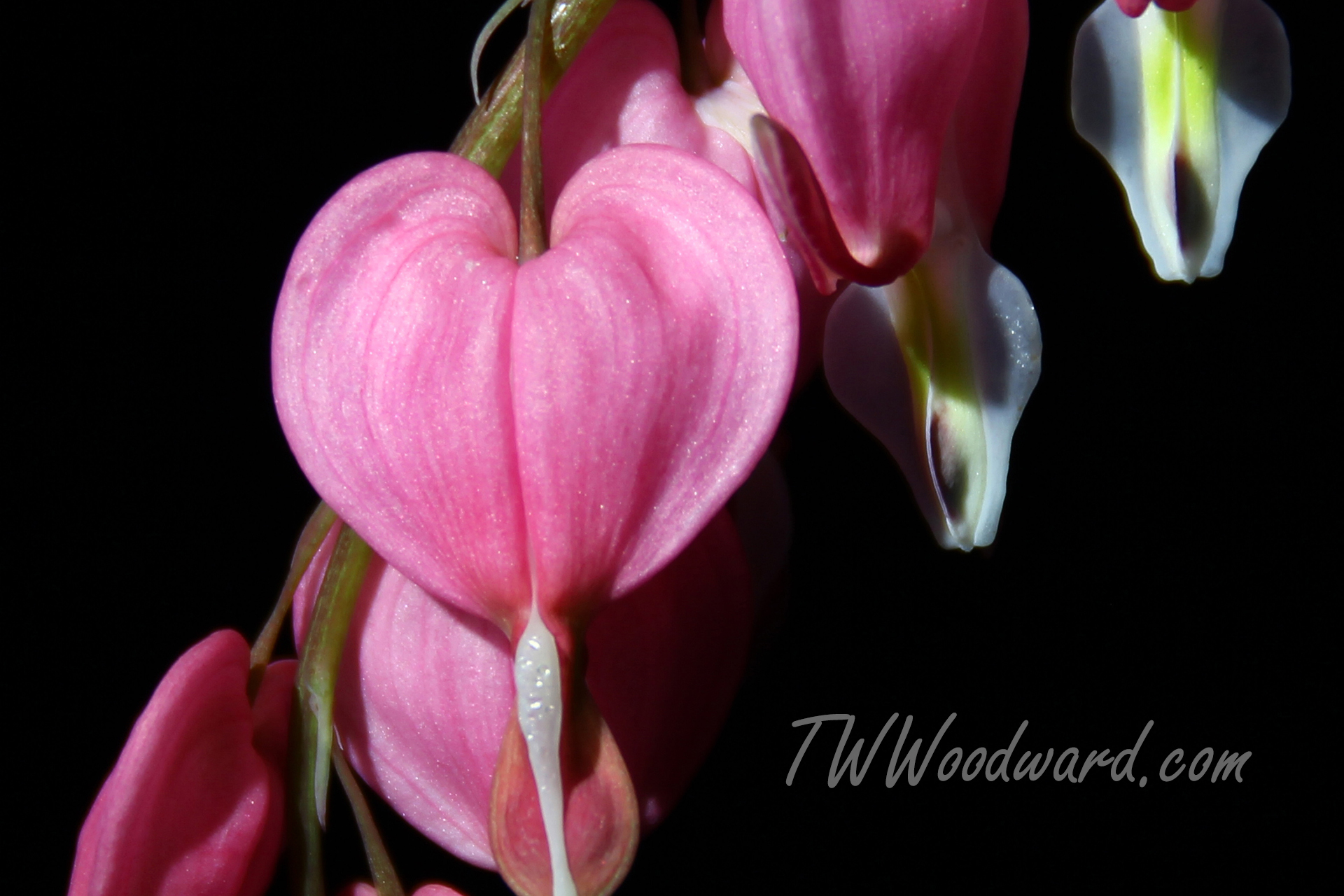 Close portrait with bold crimson lighting