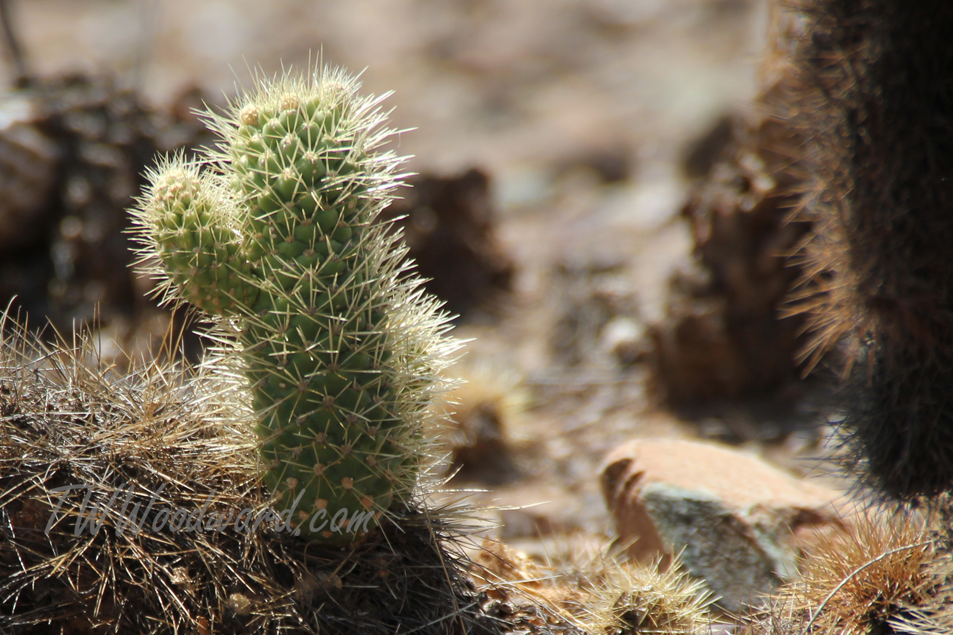 Child waving at a baseball game