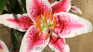 Downtown skyline glowing at twilight