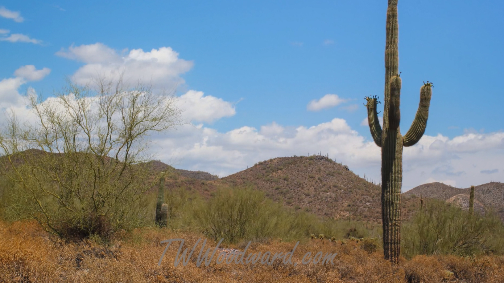 Night sky over a desert saguaro cactus