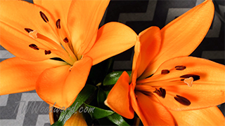 Baseball stadium timelapse thumbnail